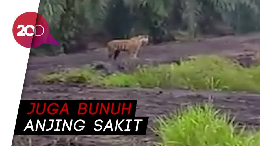 Video Harimau Bonita Sepekan Sebelum Membunuh Yusri