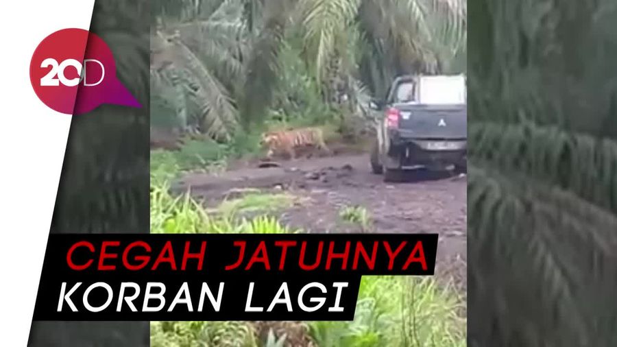 Harimau Bonita Kembali Makan Korban, DPR akan Panggil KLHK