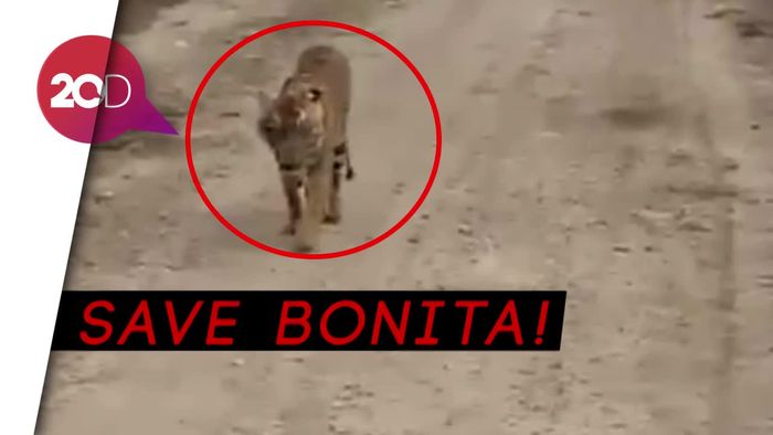 8 Fakta Seputar Harimau Bonita