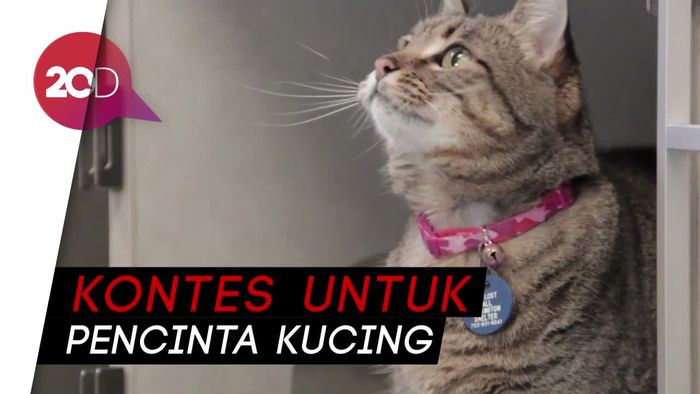 Yuk, Ikuti Aceh International Cat Show 2018!
