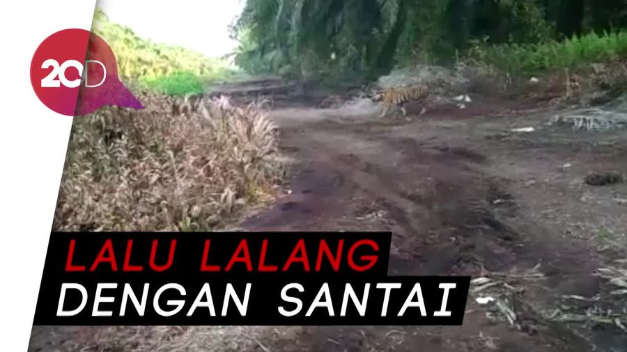 Video Bonita Beberapa Jam Sebelum Ditembak Bius