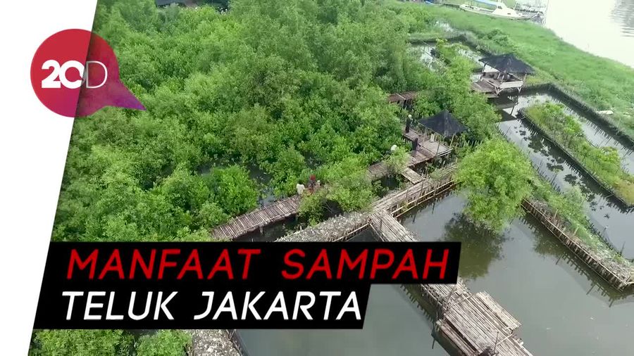 Cerita Sampah yang Jadi Fondasi Hutan Mangrove Teluk Jakarta