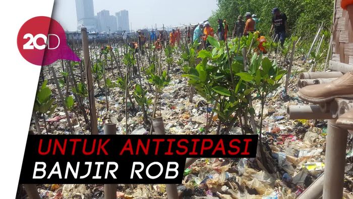 Selain Dikeruk, Sampah di Angke Juga Ditanami Mangrove 