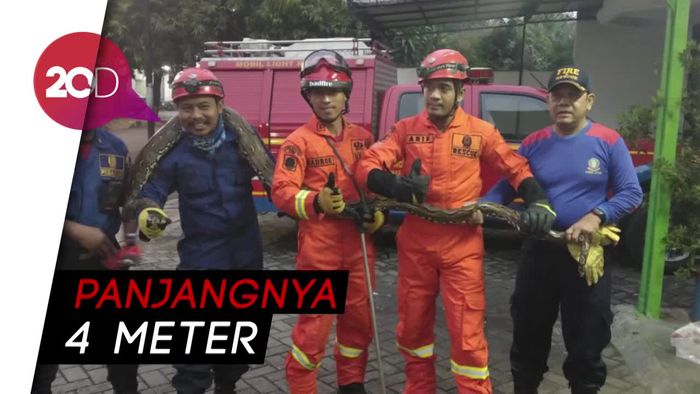 Ini Penampakan Ular Sanca yang Meliuk-liuk di RM Padang