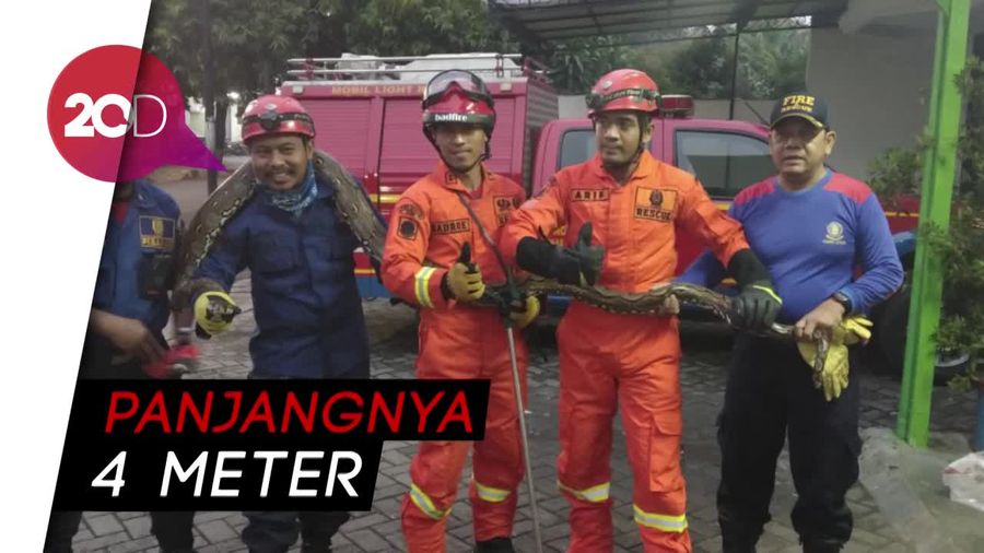 Ini Penampakan Ular Sanca yang Meliuk-liuk di RM Padang