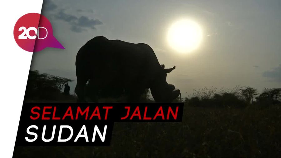 Badak Putih Utara Jantan Terakhir di Dunia Disuntik Mati