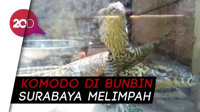 Tingkah Lucu 11 Anakan Komodo di Kebun Binatang Surabaya