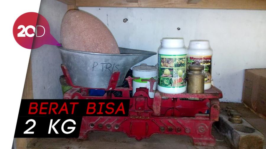 Sawo di Ponorogo Ini Gede Banget!