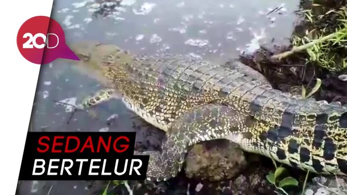 Buaya 3 Meter Ditangkap di Kebun Sawit