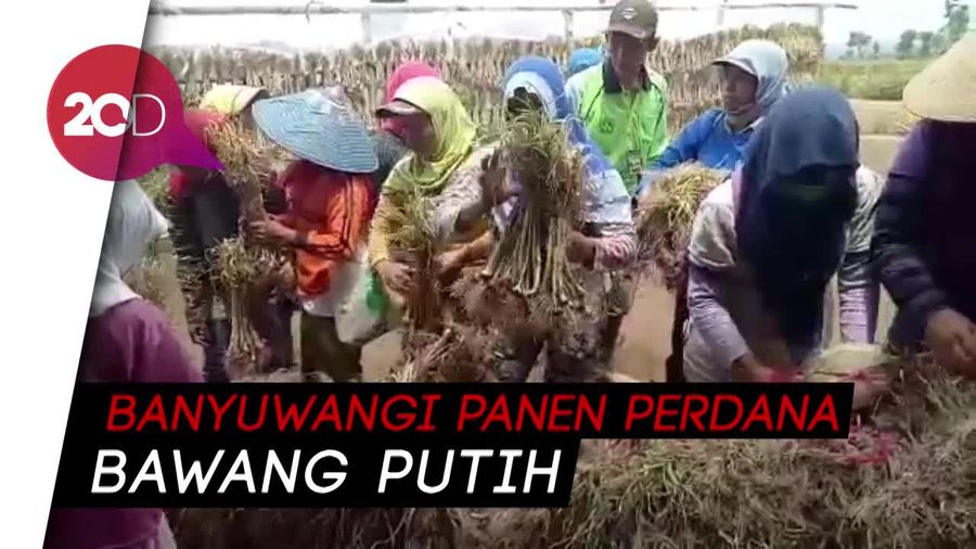 2021, Mentan Optimistis Swasembada Bawang Putih