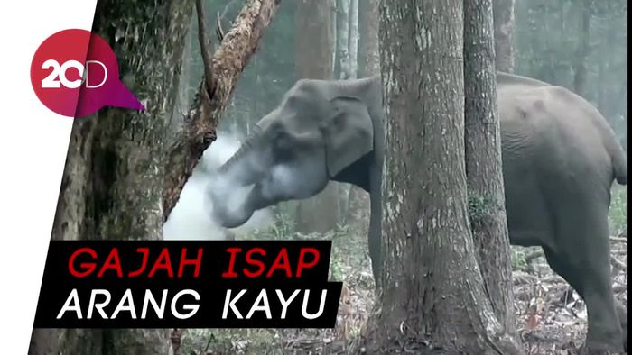 Ada Gajah Merokok di India, Ini Penjelasannya