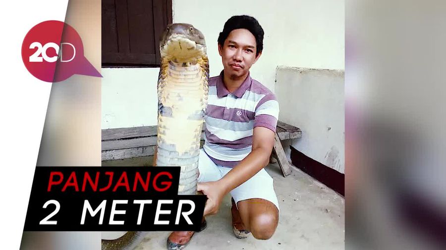 Geger King Cobra Raksasa di Kalimantan