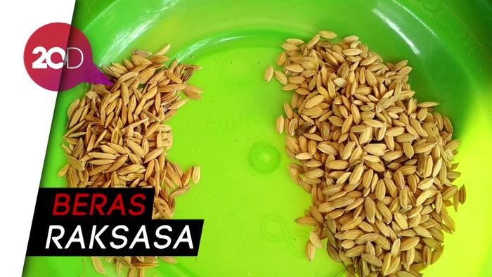 Padi Uji Coba PIM1 Dipanen, Seperti Apa Bentuk dan Rasa Beras?