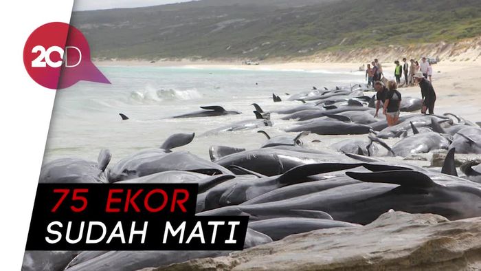 Bikin Iba! Ratusan Paus Terdampar di Pantai Australia