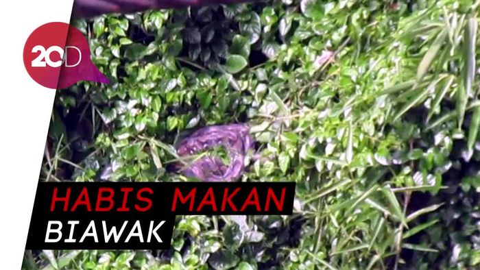 Ular Piton Sebesar Paha Bikin Kepo Warga Sukabumi