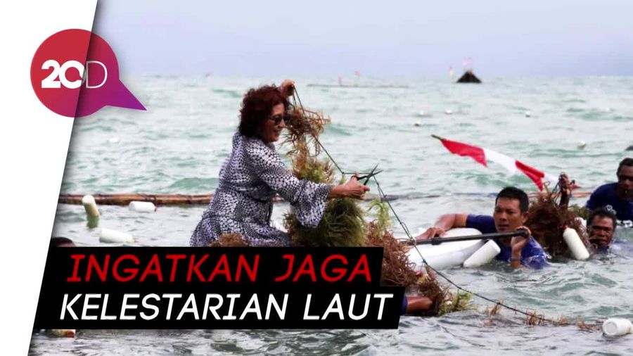 Ke Papua, Menteri Susi Tinjau Program dan Panen Rumput Laut