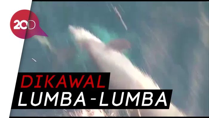 Anak di Kepulauan Seribu Dikawal Segerombolan Lumba-lumba