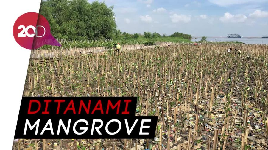 Inilah Penampakan Teluk Jakarta Tanpa Lautan sampah