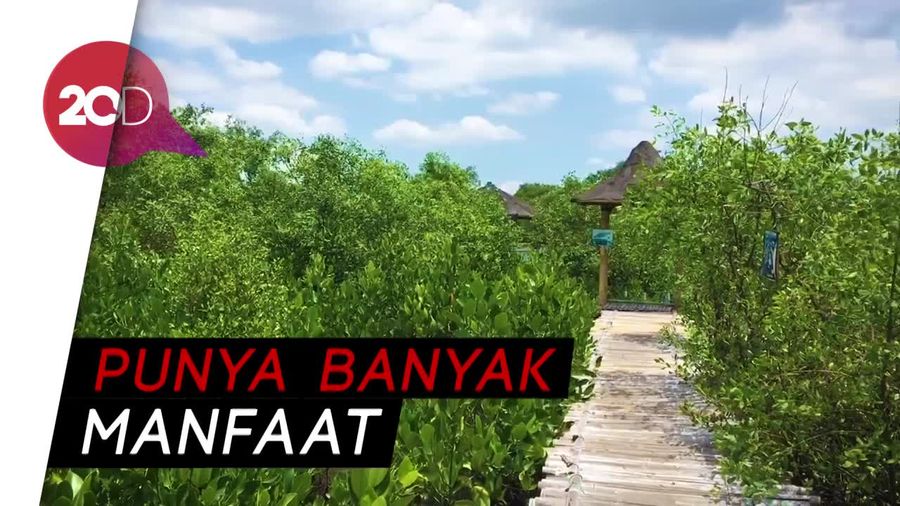 Impian Teluk Jakarta Jadi Tempat Wisata Mangrove Yang Asri