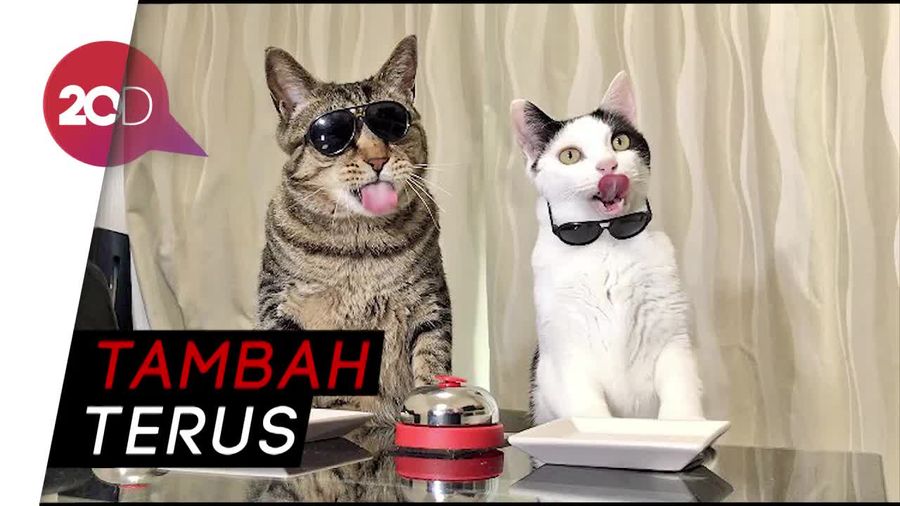 Ah Gemas! Kucing-kucing Ini Kalau Lapar Tekan Bel