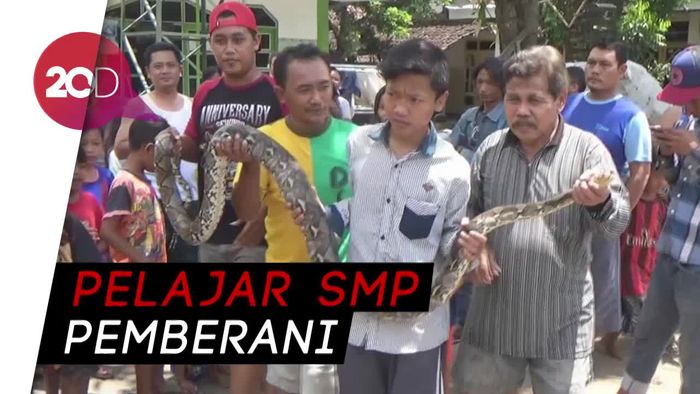 Main Layangan Eh Ketemu Ular Sanca