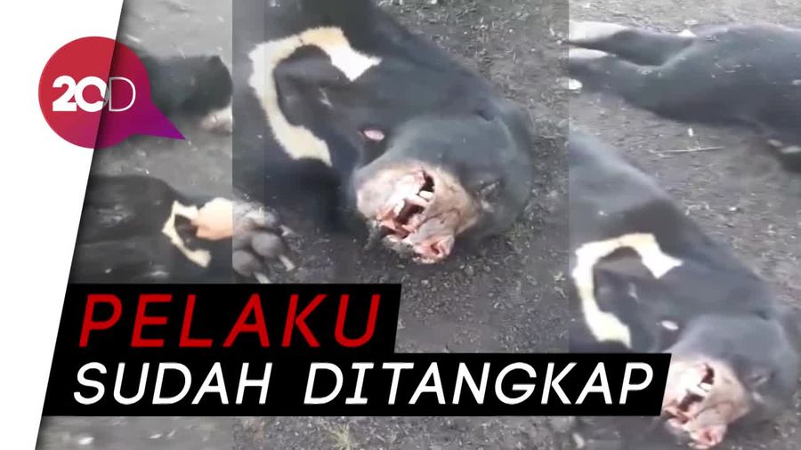 Aksi Bejat Pembunuh 3 Beruang Madu
