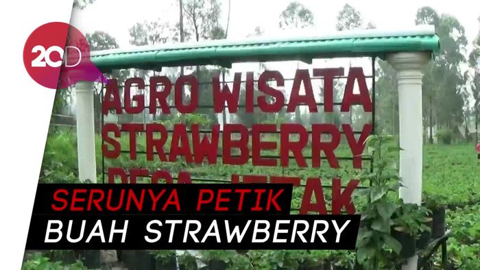 Sensasi Petik Buah Strawberry dari Kebunnya Langsung!