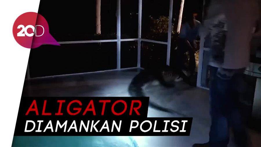 Penampakan Aligator Nyemplung di Kolam Renang Warga