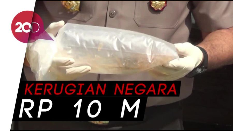 Polisi Gagalkan Penyelundupan 107 Ribu Benih Lobster