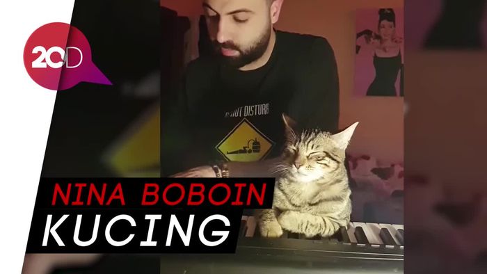 Ah, Ngegemasin! Dimainkan Piano, Kucing Ini Ketiduran