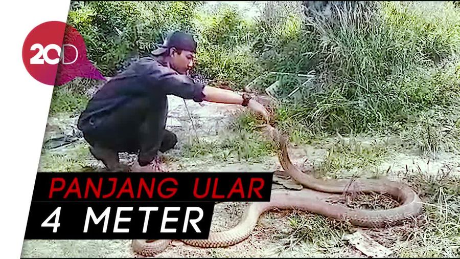 Bikin Merinding! Ini Aksi Amar Main dengan King Cobra