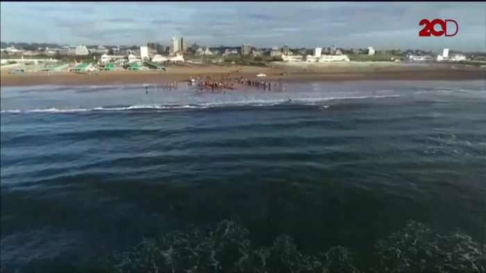 Melihat dari Udara Proses Evakuasi Paus di Pantai Argentina