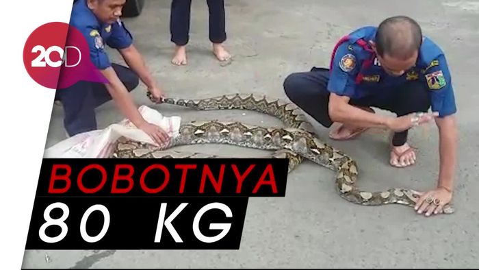Damkar Tangkap Piton 7 Meter di Rusun Kebon Kacang