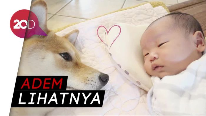 Lucunya! Anjing Ini Tenangkan Bayi yang Lagi Nangis
