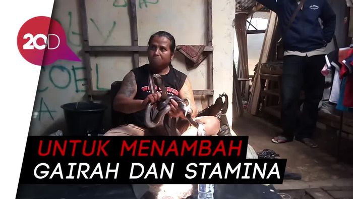 Darah dan Daging Kobra Dijual di Pasar Hewan Ambarawa Semarang