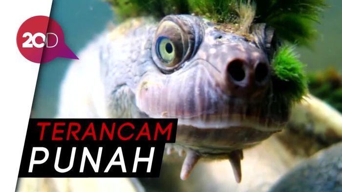 Ini Penampakan Kura-kura Punk di Australia