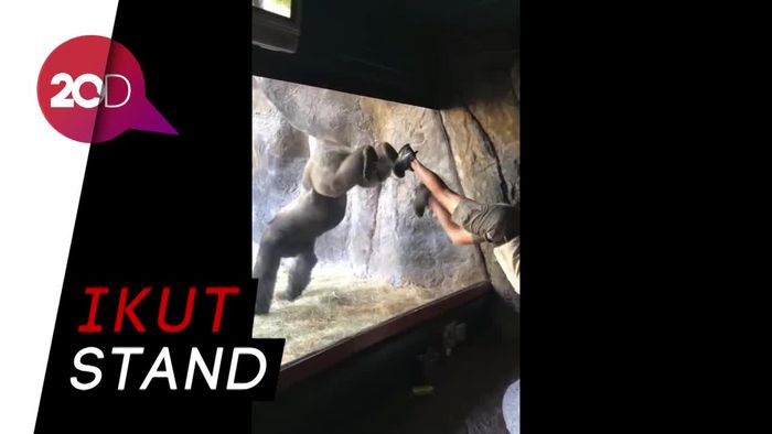 Lucu! Gorila Ini Pandai Meniru Gaya Pawang Bonbinnya