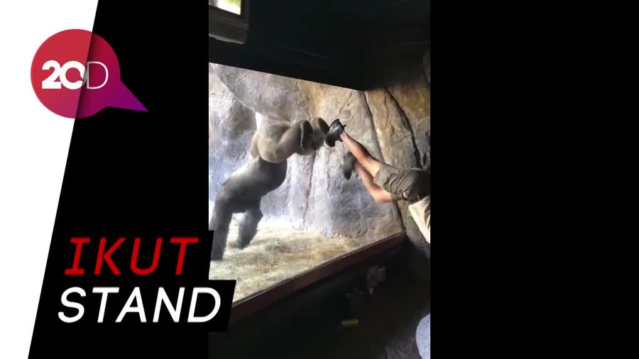 Lucu! Gorila Ini Pandai Meniru Gaya Pawang Bonbinnya