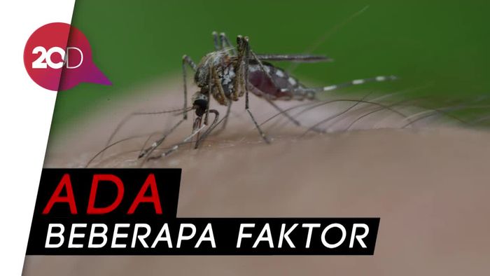 Sering Bentol Digigit Nyamuk? Mungkin Ini Alasannya