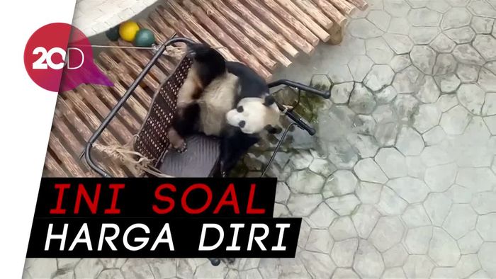 Ternyata Panda Juga Jaim dan Punya Malu Loh