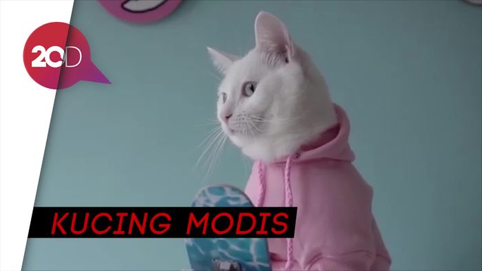 Super Gemas! Lihat Deh Gayanya Kucing Fashionable Ini