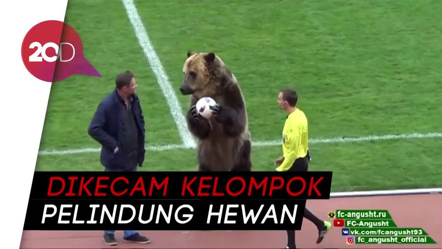 Ketika Beruang Buka Pertandingan Sepak Bola