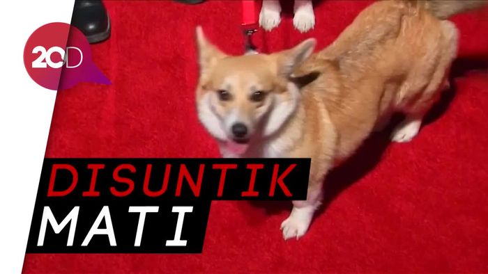 Anjing Kesayangannya Meninggal, Ratu Elizabeth II Berduka 