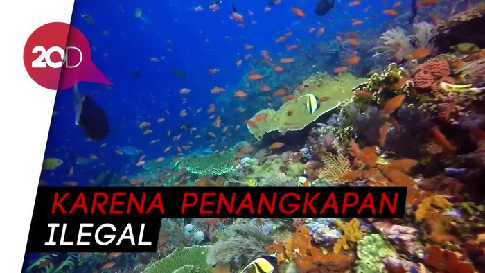 Dunia Bawah Laut Pulau Komodo yang Memprihatinkan