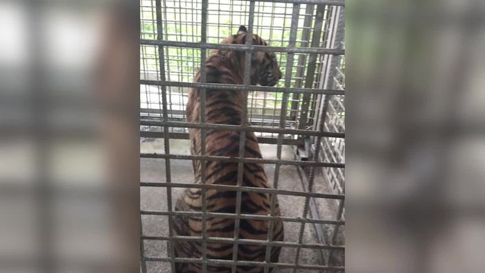 Kondisi Harimau Bonita yang Telah Ditangkap
