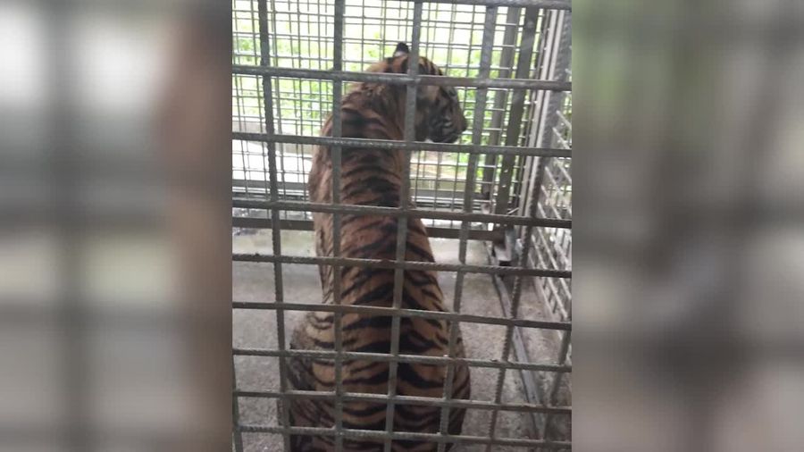 Kondisi Harimau Bonita yang Telah Ditangkap