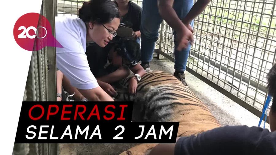 Harimau Bonita Jalani Operasi Angkat Tumor