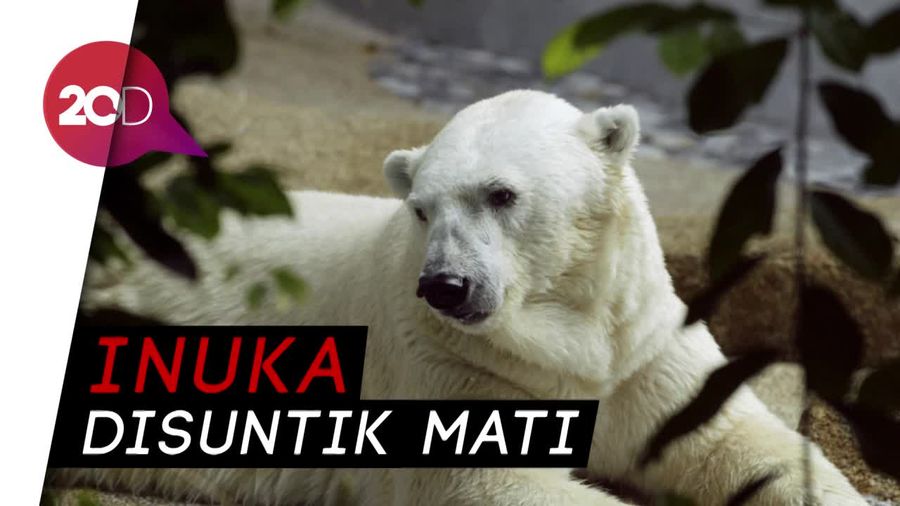 Singapura Berduka atas Matinya Beruang Kutub