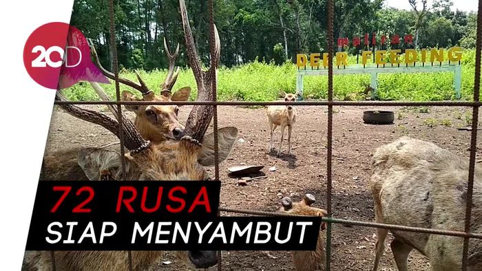 Yuk Berwisata sambil Belajar Mengenal Rusa di Hutan Maliran!