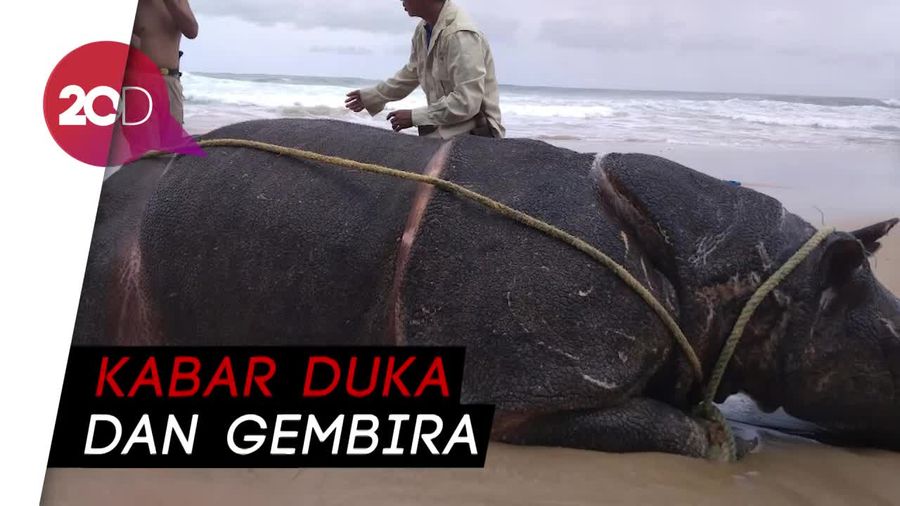 Matinya Badak Jawa dan Lahirnya Dua Anak Badak di Ujung Kulon